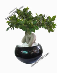 cay-si-nhat-cay-si-lun-cay-si-ghep-cay-si-bonsai-mini-garden1900.jpg