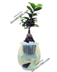 cay-si-nhat-thuy-sinhcay-si-lun-cay-si-ghep-cay-si-bonsai-mini-thuy-sinh-garden1900.jpg